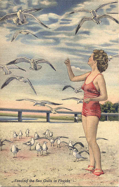 Feeding the seagulls in Florida