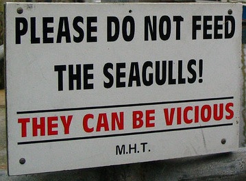 Seagulls warning