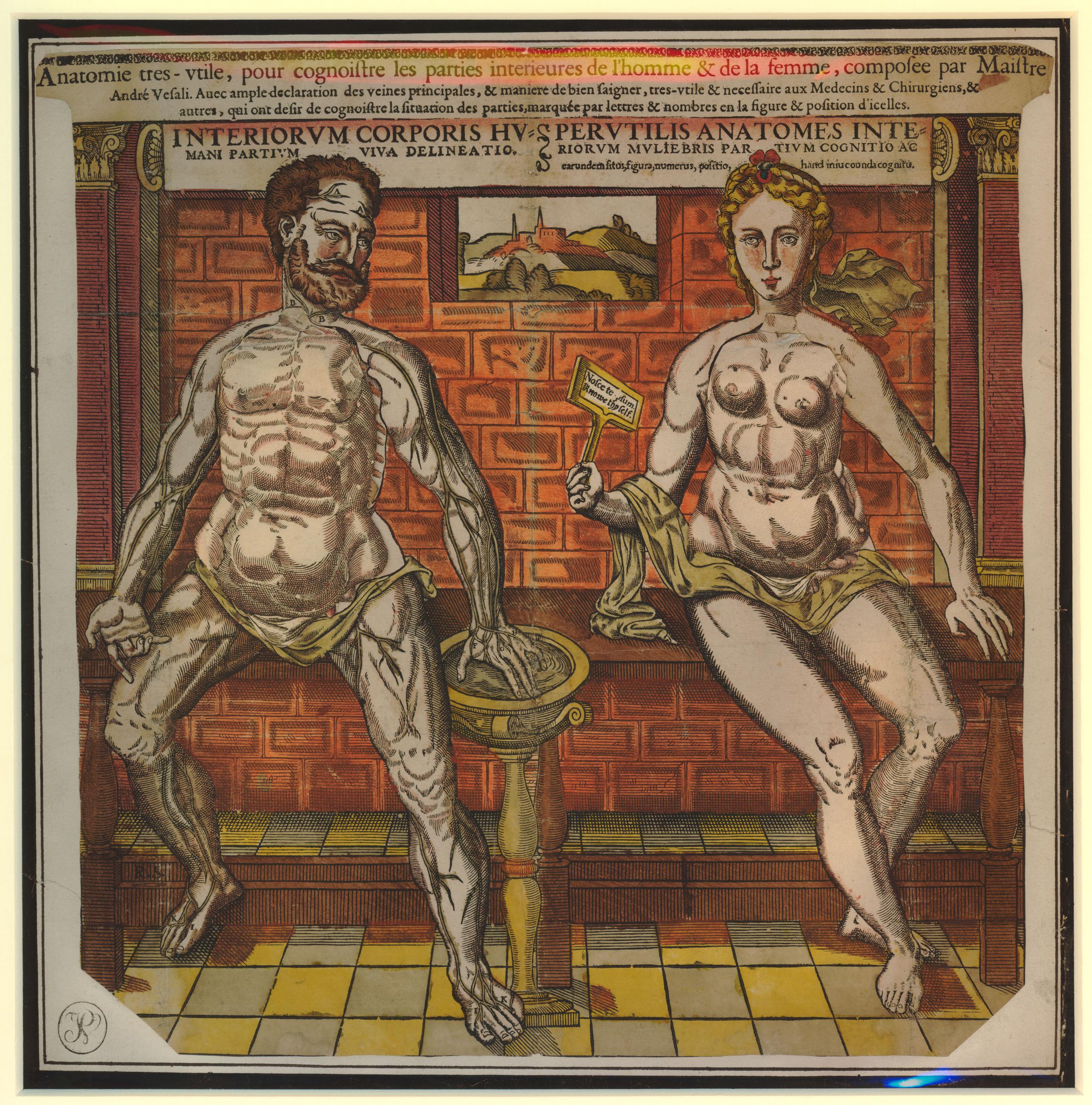 1547-68 Anatomie tres-utile edite par Gyles Godet (c) The Trustees of the British Museum A