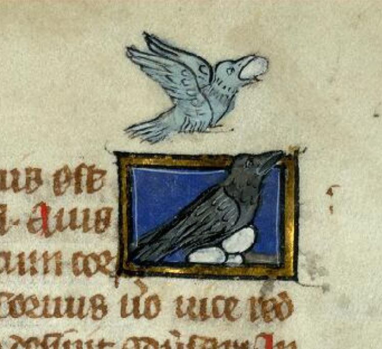 Chloreus (loriot) volant oeuf au corbeau 1290 ca BM Valenciennes, MS 320 (Liber de natura rerum), folio 91r