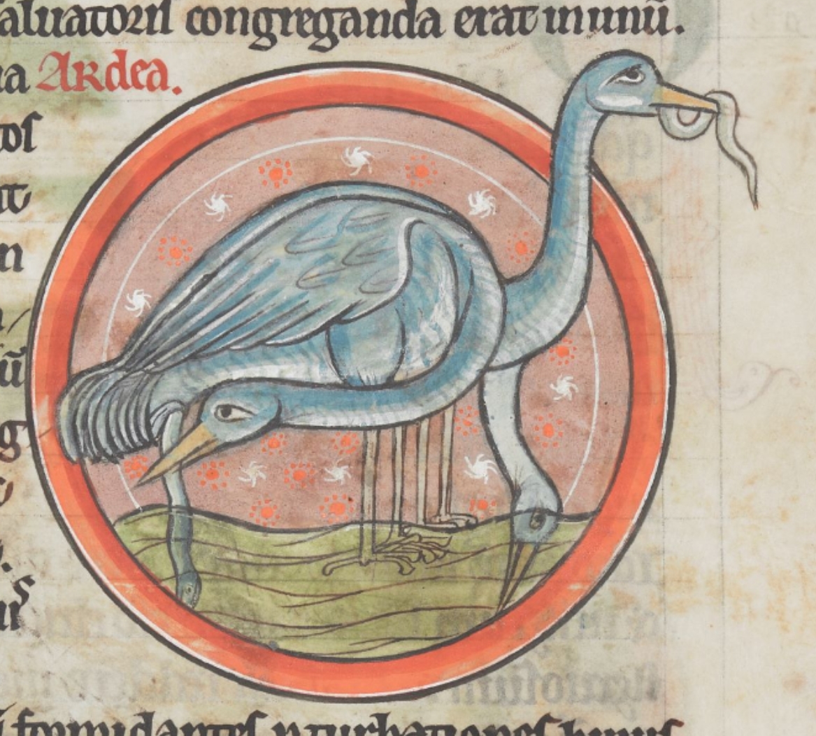 Heron-1225-50-British-Library-Harley-MS-4751-Harley-Bestiary-folio-41r