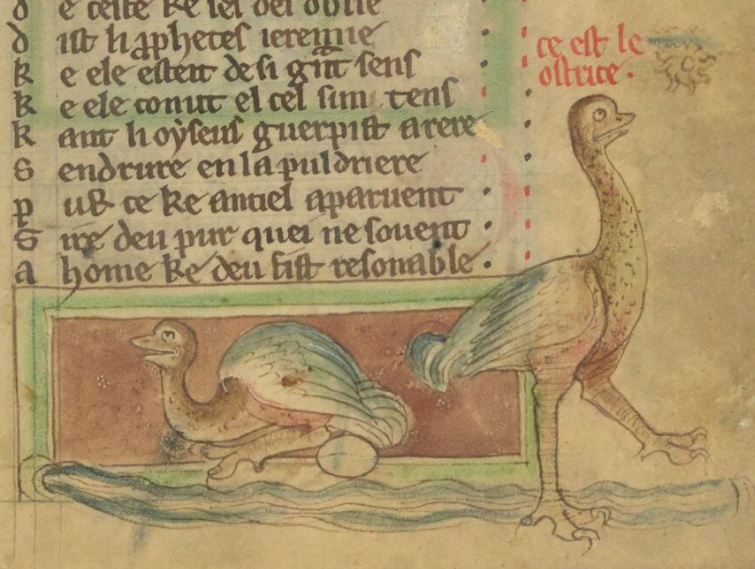 autruche-1265-1270-Bestiaire-divin-BnF-fr-14969-fol-49r