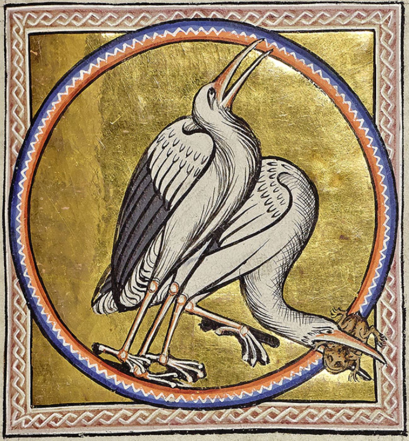 cicognes-1200-Aberdeen-University-Library-Univ.-Lib.-MS-24-Aberdeen-Bestiary-folio-49r-