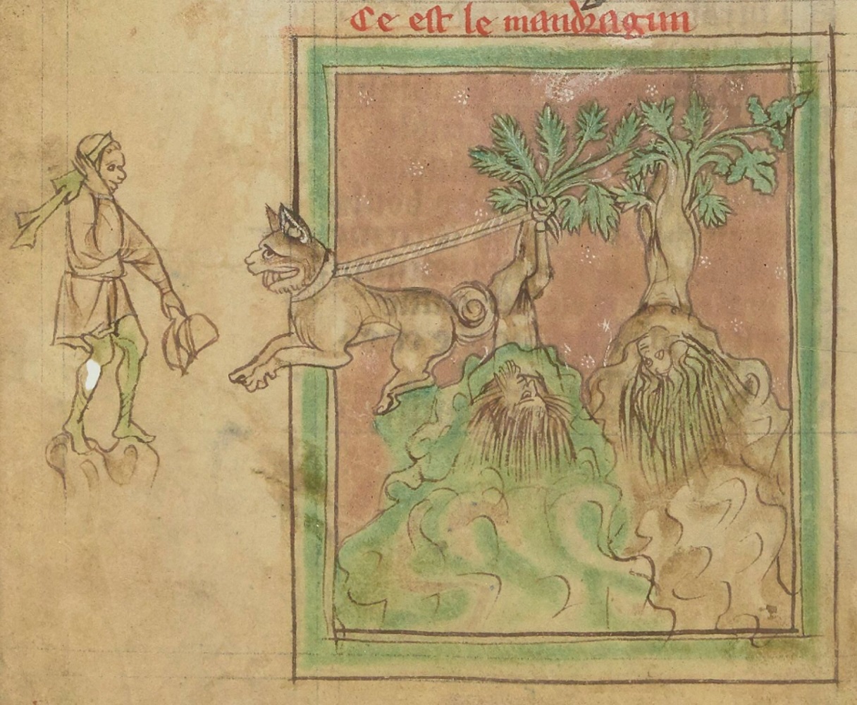 mandragore-1265-1270-Bestiaire-divin-BnF-fr-14969-fol-61v