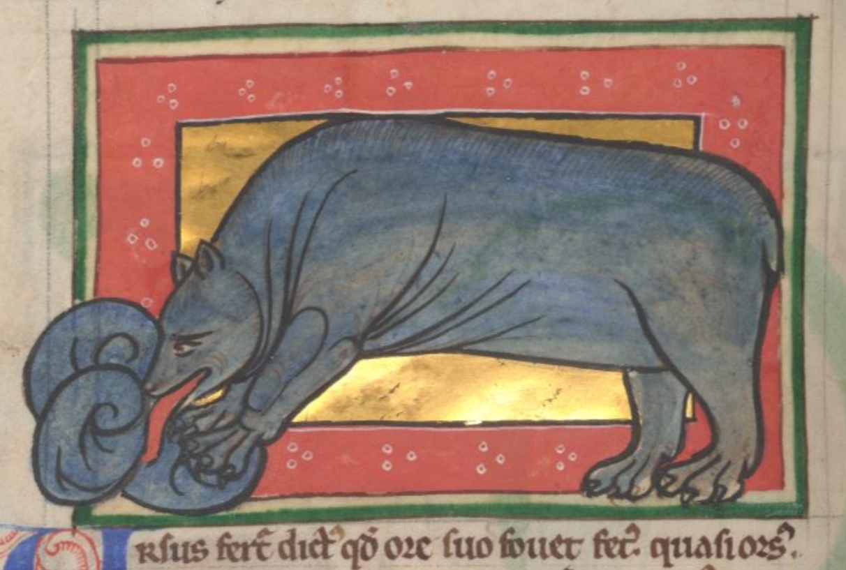 ours-solo-1185-Worksop-Bestiary-Morgan-Library-MS-M.81-fol-37v