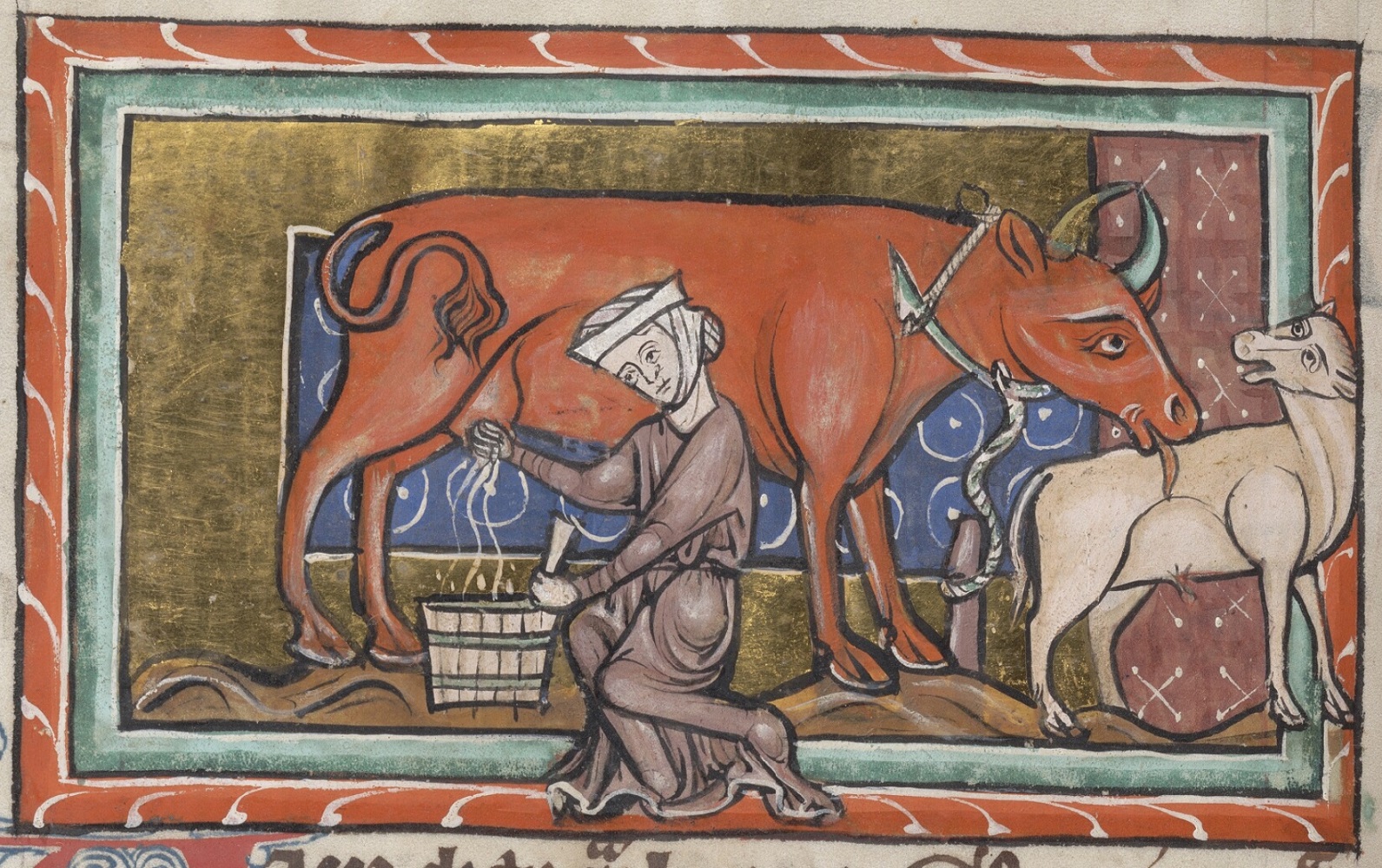 vache-et-veau-1225-50-Bodleian-Library-MS.-Bodley-764-folio-41v